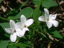 گل یاس سفید